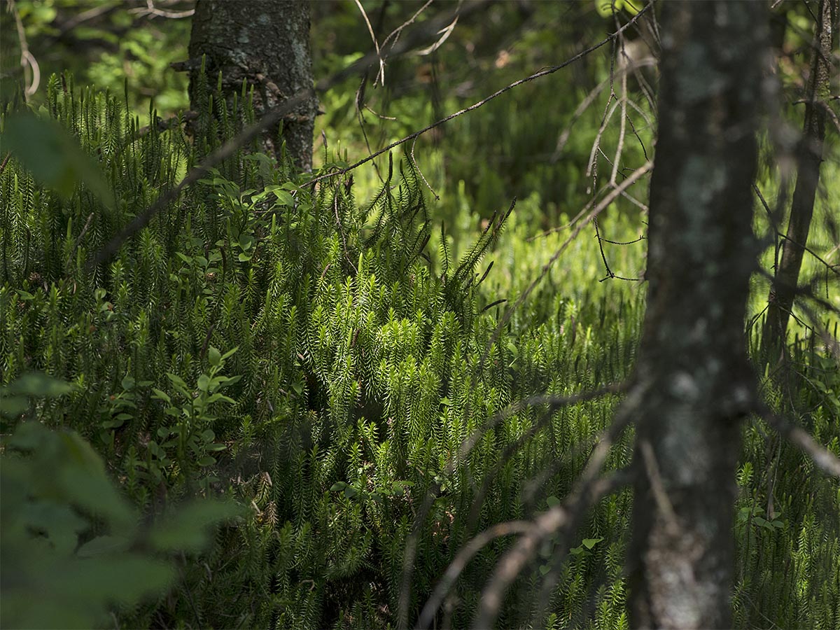 Lycopodium annotinum